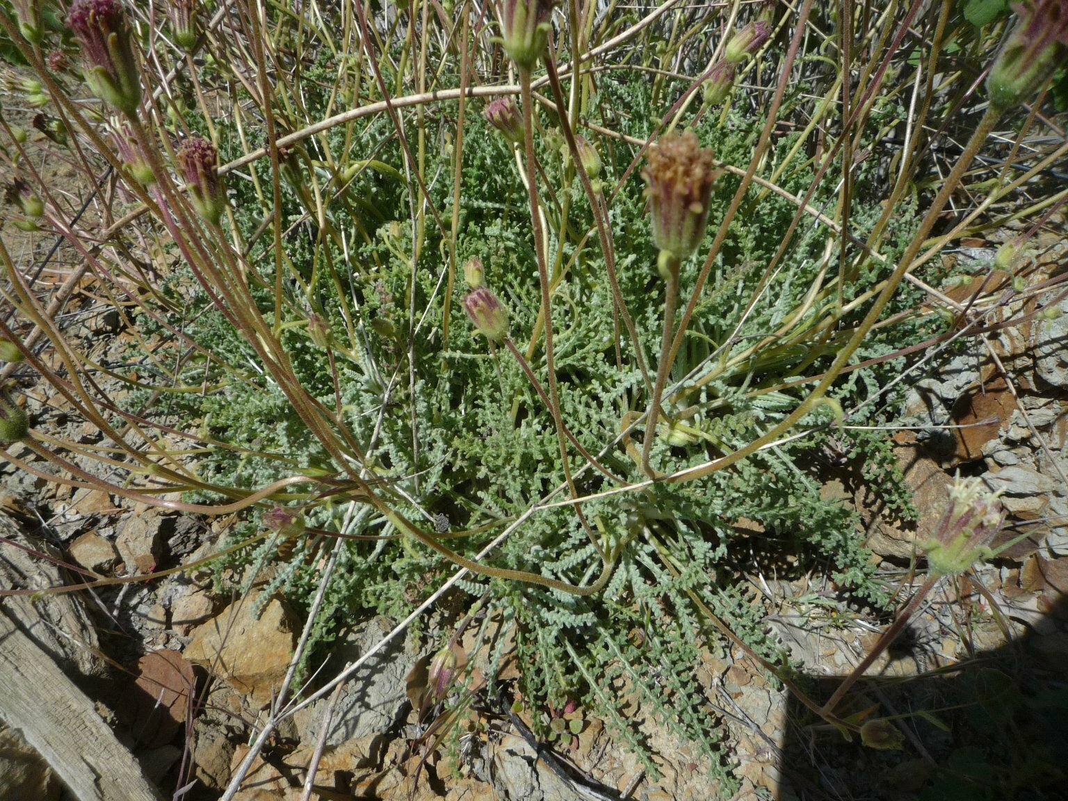 High Resolution Chaenactis santolinoides Plant